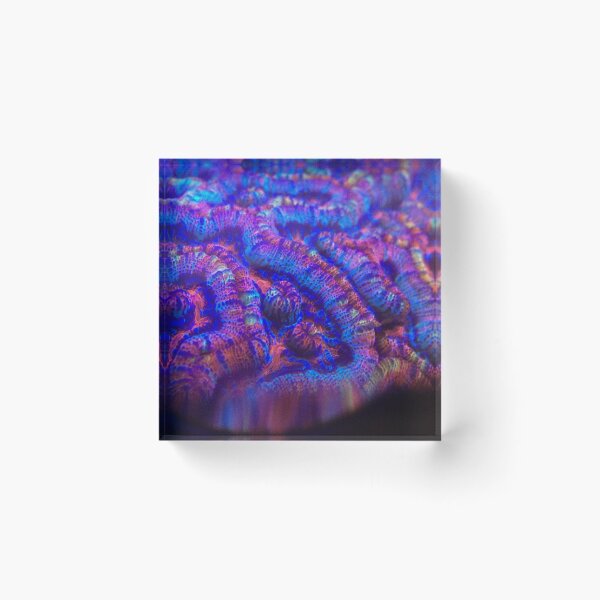 Item preview, Macro Red and Blue Wilsoni Coral designed and sold by buzzmarshall.
