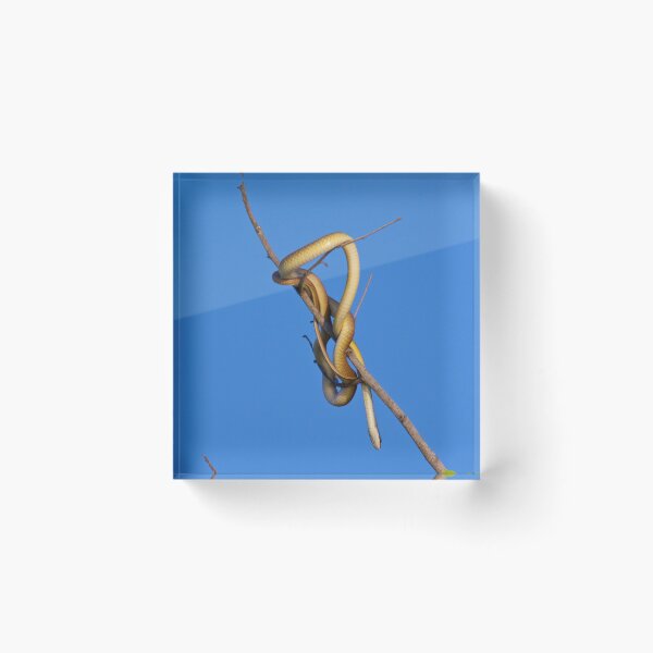 Item preview, NT ~ Corroboree Billabong, Northern Territory, Tree Snake by David Irwin 220919 designed and sold by tasmanianartist.