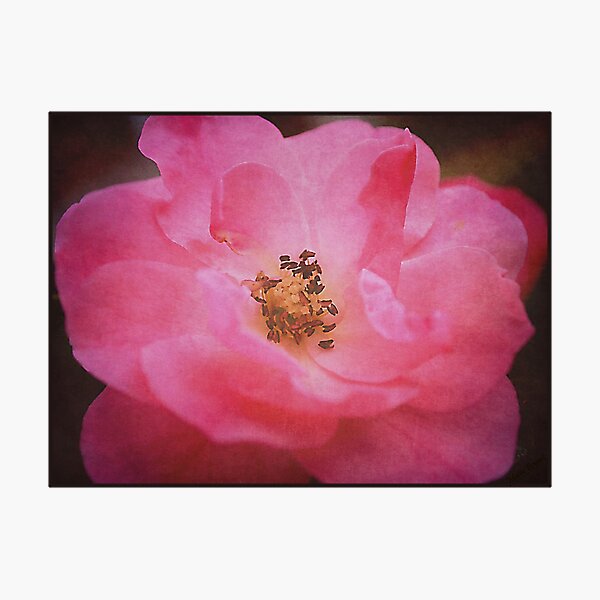 Item preview, Open Rose designed and sold by Mattie Bryant.