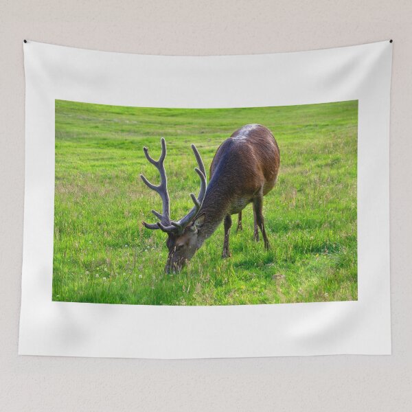 Item preview, Red Deer of Lochranza, Isle of Arran designed and sold by AlbaPhotography.