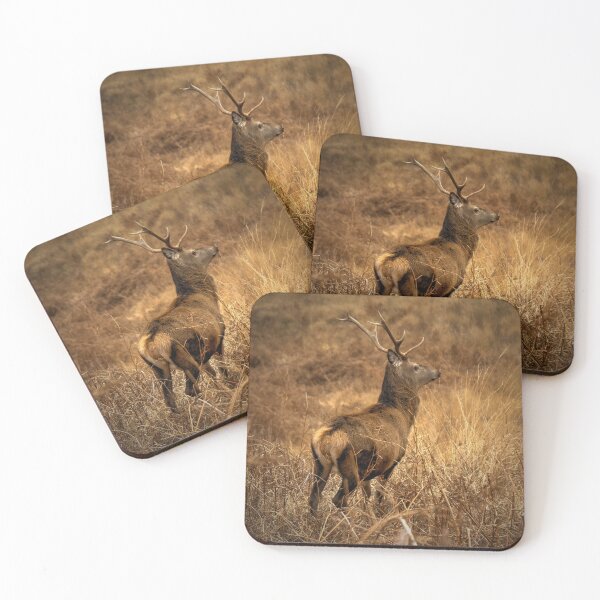 Item preview, Highland Stag, Glen Etive, Scotland designed and sold by AlbaPhotography.