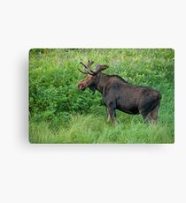 Young Bull Moose Canvas Print