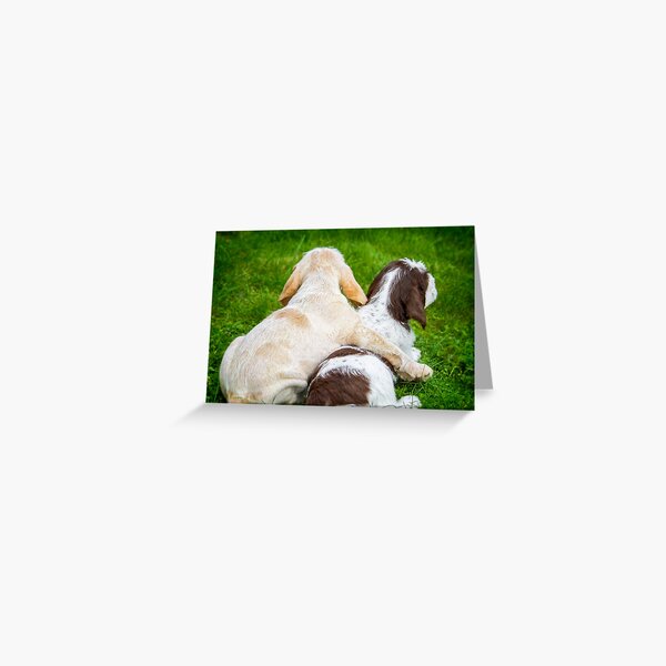 Item preview, Free hugs Spinone by heidiannemorris designed and sold by heidiannemorris.