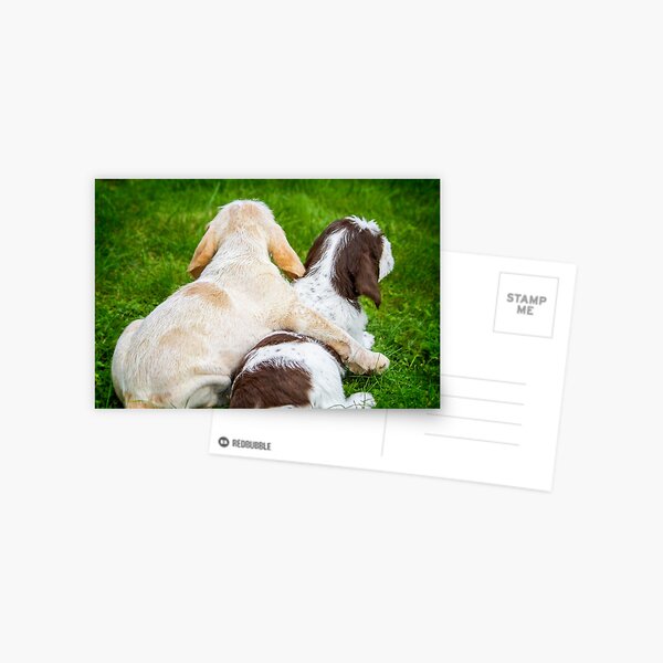 Better together Postcard