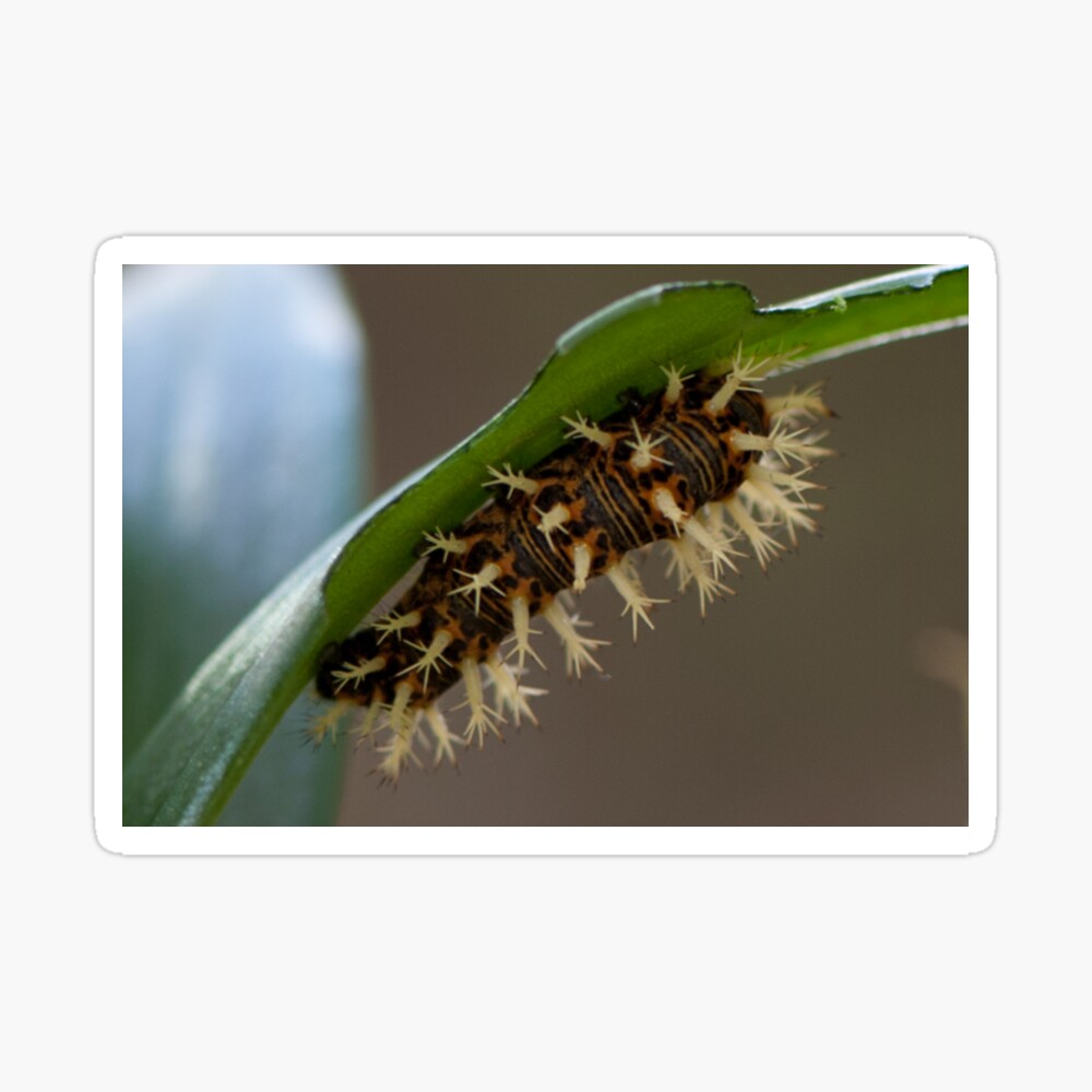 Orange And Black Caterpillar With White Spikes Poster By Ceccleston Redbubble