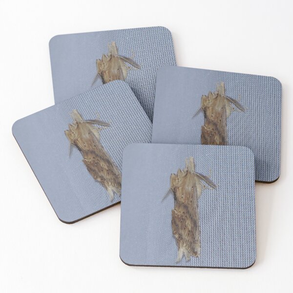 Item preview, Pale Prominent Moth designed and sold by Sharon Perrett.
