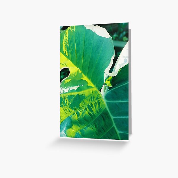 Elephant Ear Greeting Card