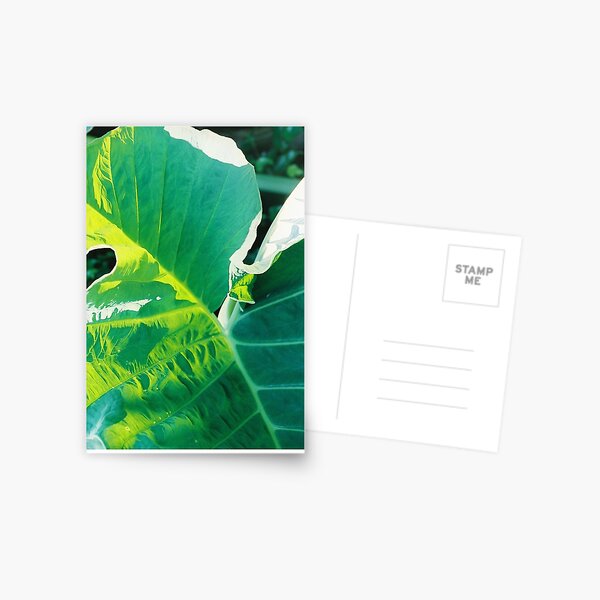 Elephant Ear Postcard