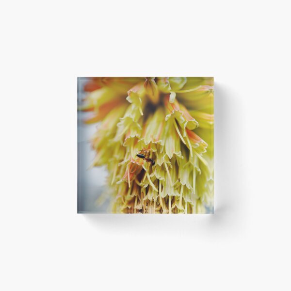 Item preview, Ant exploring a Red Hot Poker designed and sold by imaginethis.