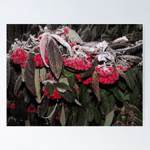 Item preview, Red Berries designed and sold by Stephen Willmer.