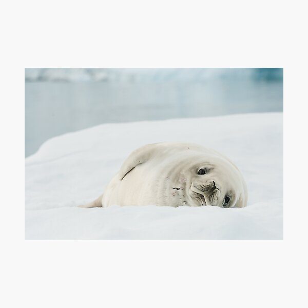 Item preview, Snow White Seal designed and sold by Craig Goldsmith.