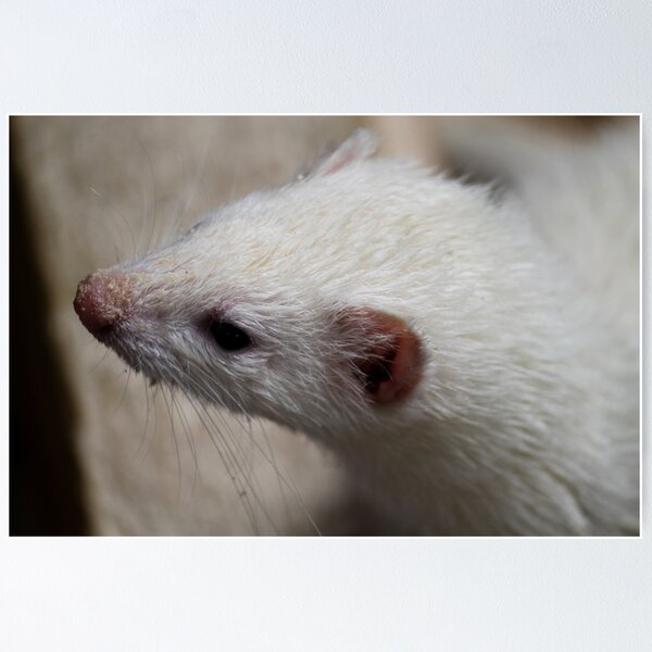 Item preview, Ferret designed and sold by Caroline Hannessen.