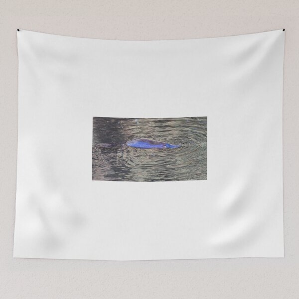 Item preview, a platypus swimming near Geeveston Tasmania designed and sold by dags.
