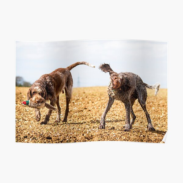 Italian Spinone Dogs Luca and Nico Poster