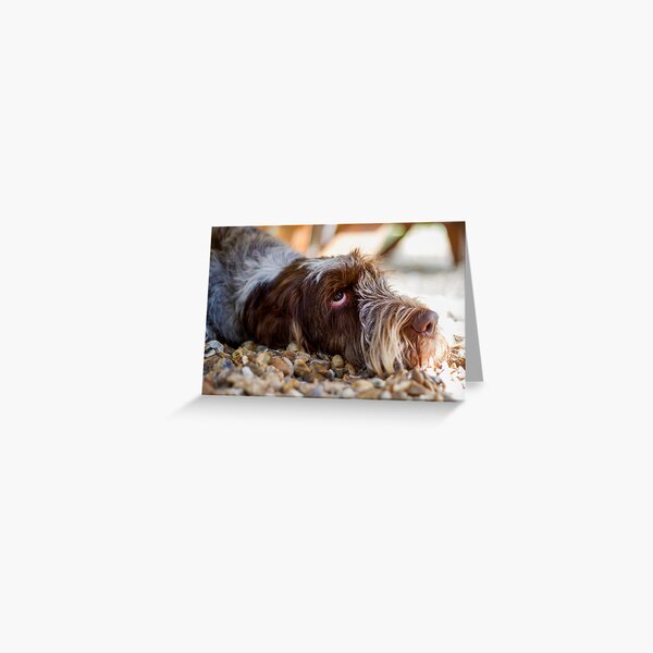 Looking up Spinone Greeting Card