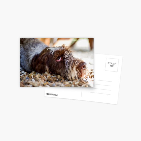 Looking up Spinone Postcard