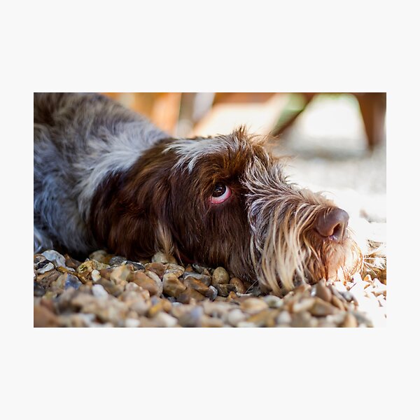 Looking up Spinone Photographic Print