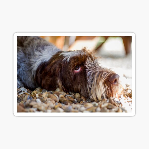 Looking up Spinone Sticker