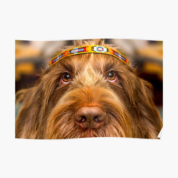 Spinone Chief Poster