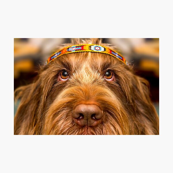 Spinone Chief Photographic Print