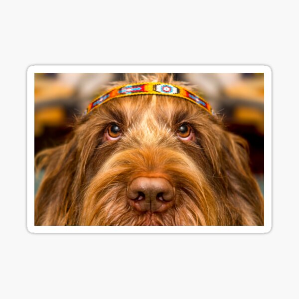 Spinone Chief Sticker