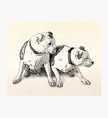 Two Bull Terriers Photographic Print