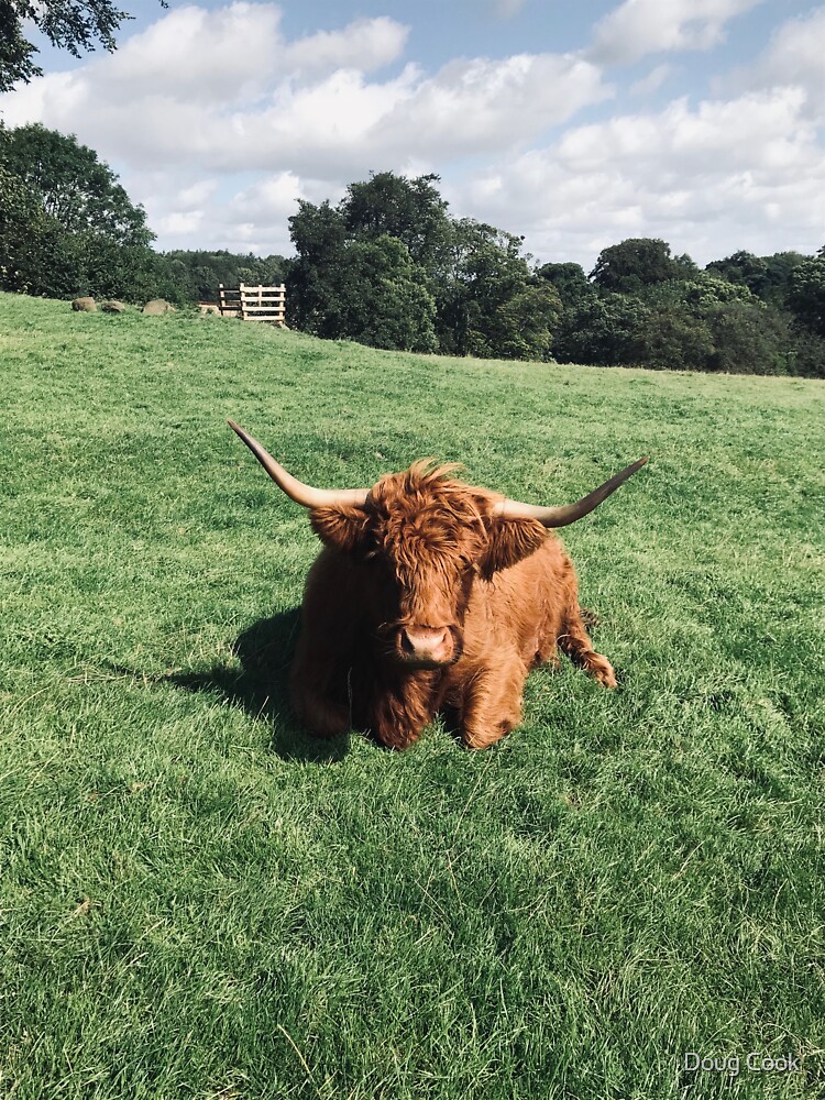 "Highland Coo" Sticker for Sale by DougCook | Redbubble