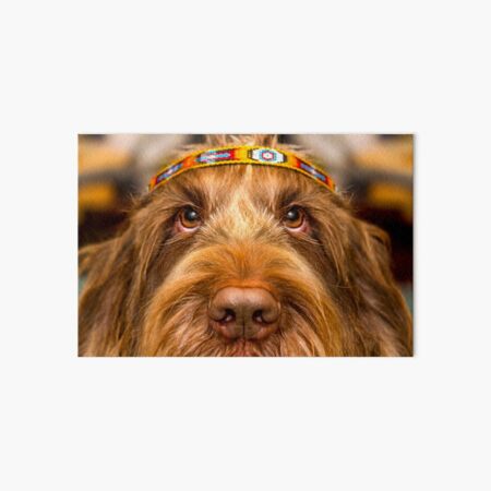 Spinone Chief Art Board Print