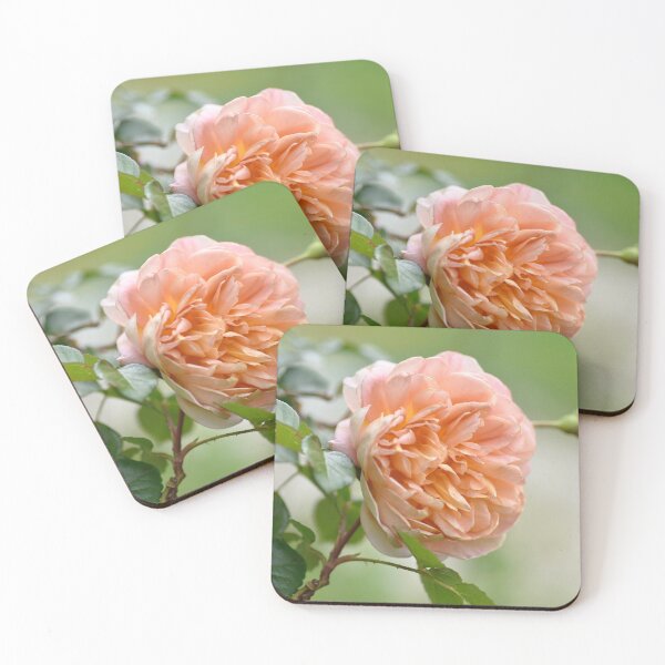 Item preview, Apricot Rose designed and sold by imaginethis.