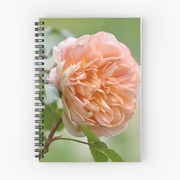 Item preview, Apricot Rose designed and sold by imaginethis.