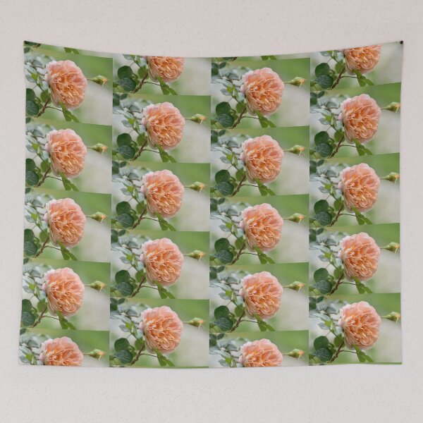 Item preview, Apricot Rose designed and sold by imaginethis.