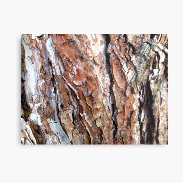 Baumrinde, Baumstamm, Baum, Bäume Metallbild