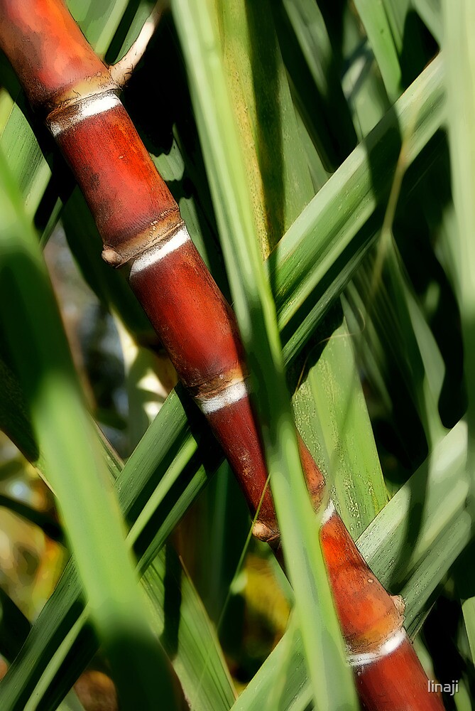 "Red Bamboo" by linaji Redbubble