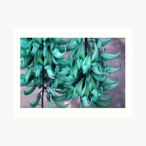Jade Vine in Flower Art Print