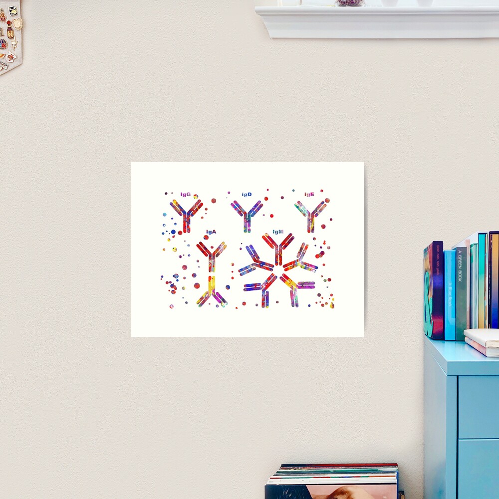 Immunoglobulin G antibody molecule C013 / 7916 available as Framed Prints,  Photos, Wall Art and Photo Gifts