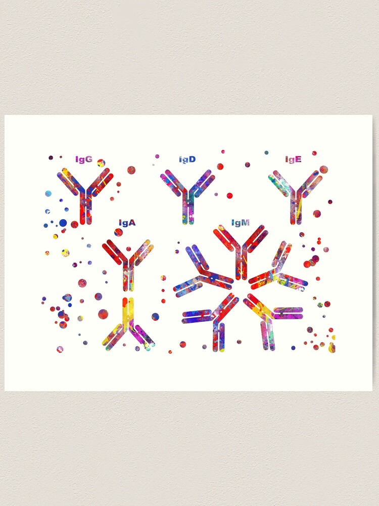 Immunoglobulin G antibody molecule C013 / 7916 available as Framed Prints,  Photos, Wall Art and Photo Gifts