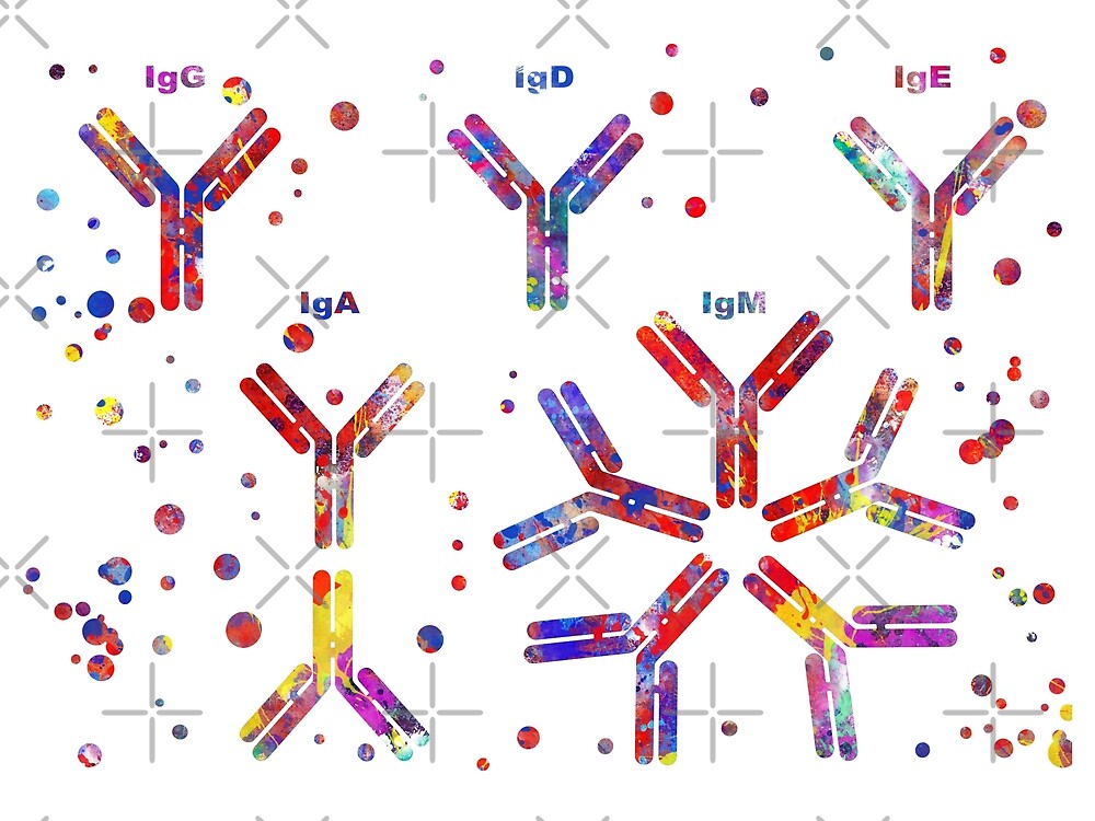 Иммуноглобулины iga igm igg. Antibody Types. IGE Immunology.