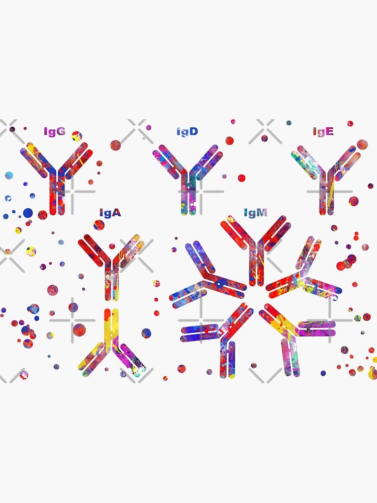 Pegatina «Molécula de anticuerpo, IgA, IgG, IgM, IgE, IgD» de ...