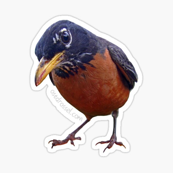 Item preview, State birb with a sweet tooth designed and sold by Ostdrossel Shop.