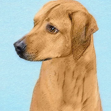 Artwork thumbnail, Rhodesian Ridgeback by alpendesigns