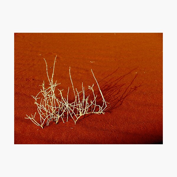 desert symphony Photographic Print