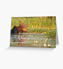Moose In The Marsh Greeting Card