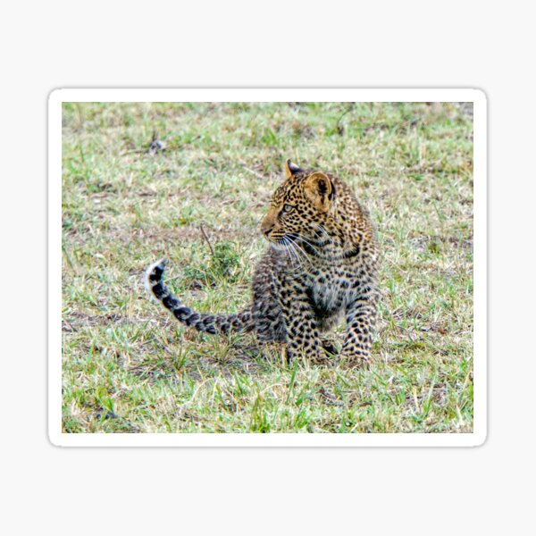 Baby Leopard Calling for Its Mom Sticker