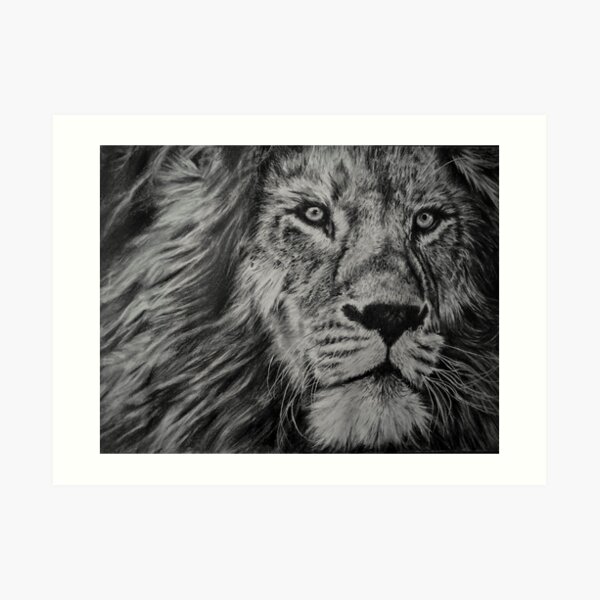 Lion Drawing by Kelli Crockett Art Print