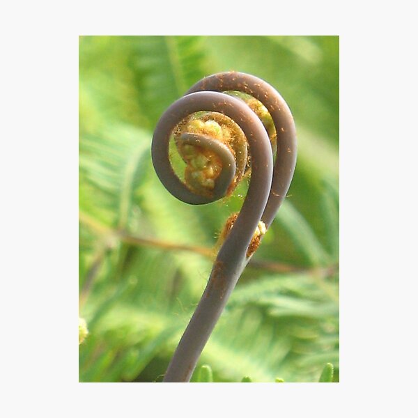 Unfurling Fiddlehead of a Common Fern Photographic Print