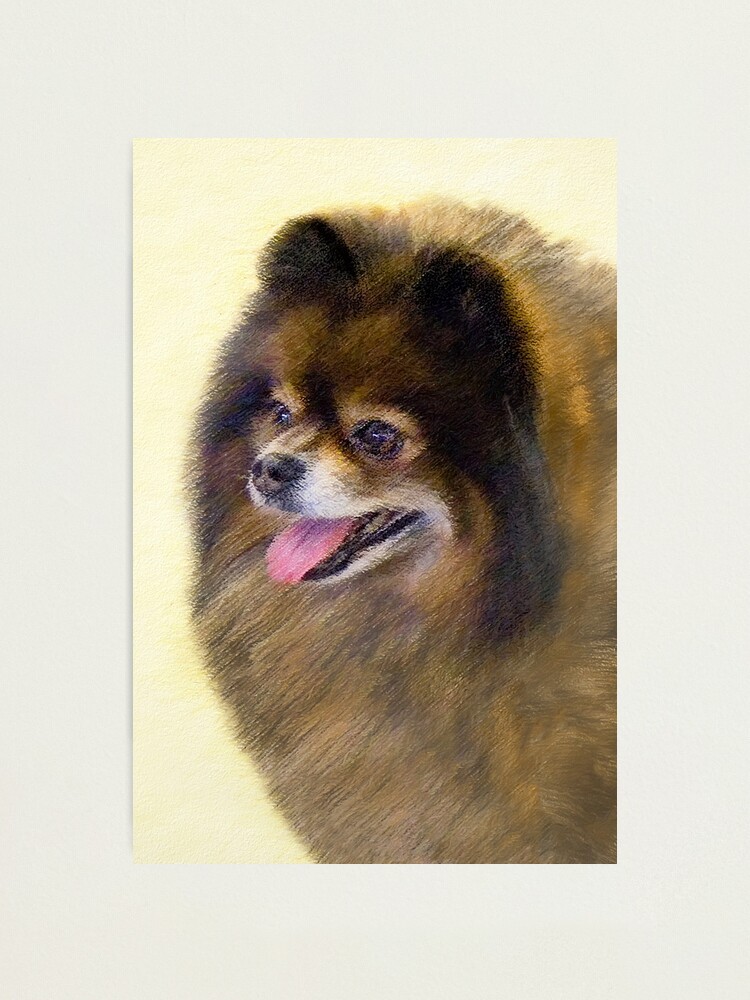 Pomeranian Black And Tan Photographic Print