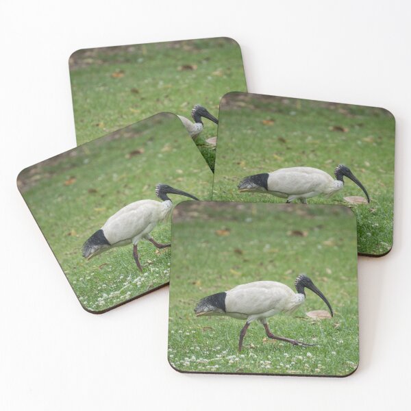 Item preview, Australian Ibis designed and sold by LizardSpirit.