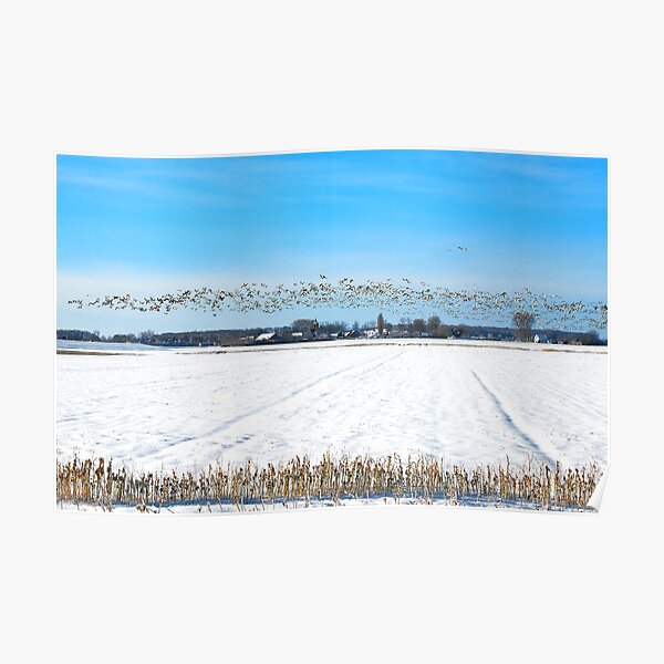 Geese over a winterly Serooskerke Poster
