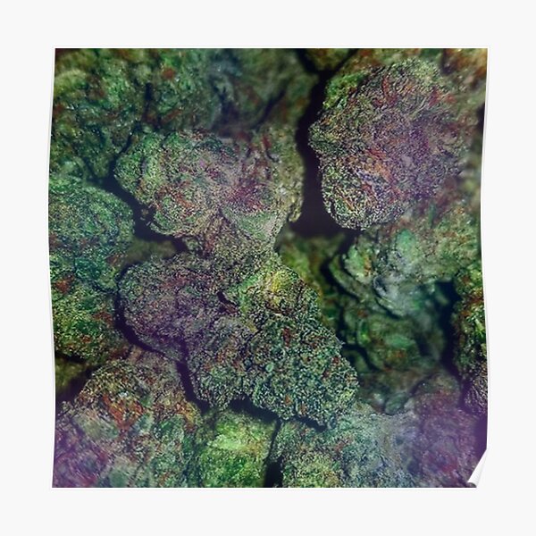 Psychedelic Haze Rainbow Blue Dream and Purple Kush Nugs Poster