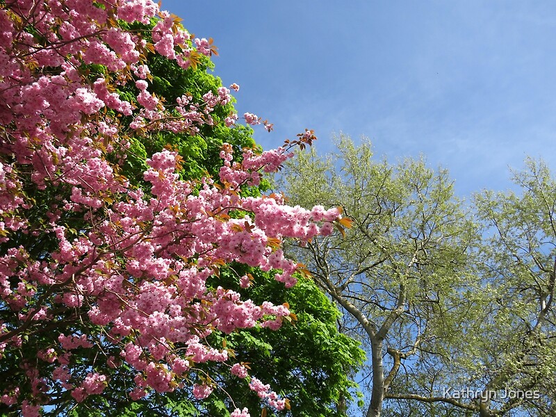 "Candy Floss Tree" by Kathryn Jones Redbubble